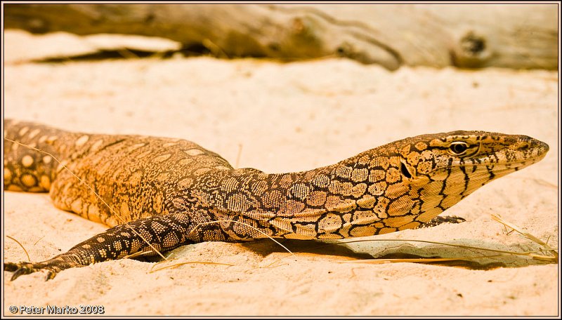 WV8X8444.jpg - Australian reptiles, Sydney, Australia.
